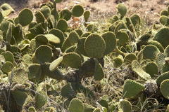 Opuntia microdasys