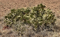 Opuntia microdasys