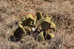 Opuntia microdasys