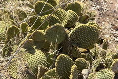 Opuntia microdasys