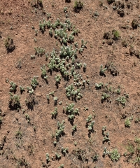 Hilliardiella elaeagnoides