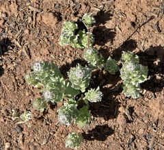 Hilliardiella elaeagnoides