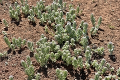 Hilliardiella elaeagnoides