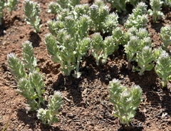 Hilliardiella elaeagnoides