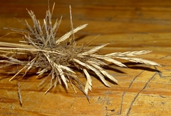 Heteropogon contortus