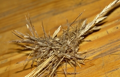 Heteropogon contortus