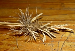 Heteropogon contortus