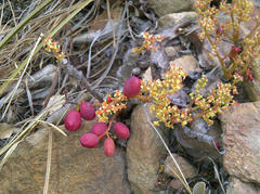 Lannea edulis edulis