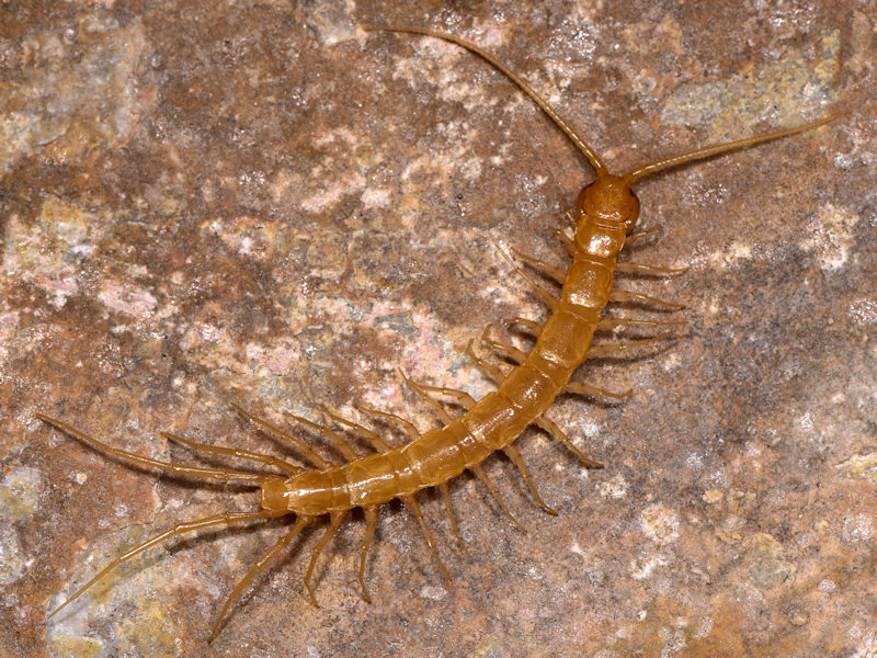Eupolybothrus