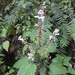 Plectranthus swynnertonii - Photo (c) Nigel Forshaw, μερικά δικαιώματα διατηρούνται (CC BY-NC), uploaded by Nigel Forshaw