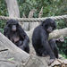Bonobo - Photo (c) Dennis White, algunos derechos reservados (CC BY-NC), subido por Dennis White