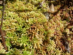 Sphagnum magellanicum