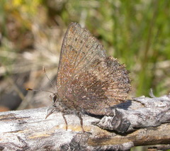 Callophrys