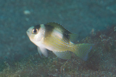Amblypomacentrus breviceps