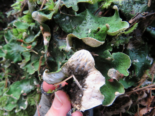 freckled pelt lichen