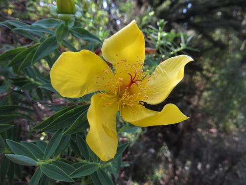 Hypericum revolutum subsp. keniense image