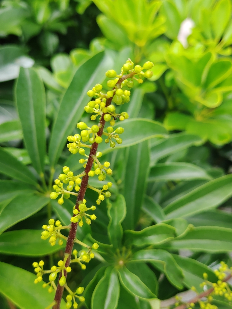 Schefflera arboricola foliage detail