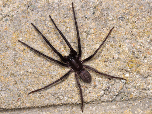 Tube-dwelling Spider