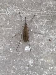 Culiseta inornata