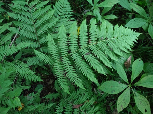Athyrium sinense iNat (2)