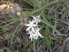 Asclepias stellifera