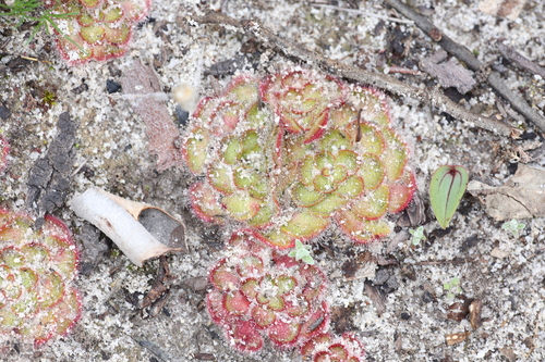 Image of Drosera zonaria by (c) Hugo Innes, some rights reserved (CC BY)