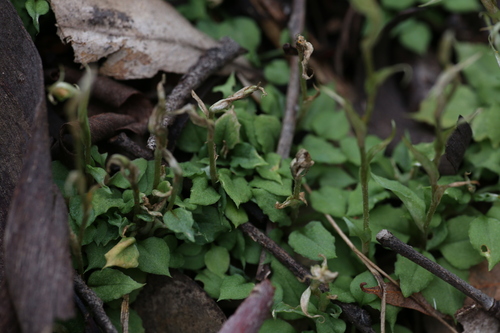 Image of Pterostylis erubescens by (c) Hugo Innes, some rights reserved (CC BY)
