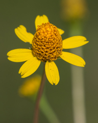 Acmella oppositifolia
