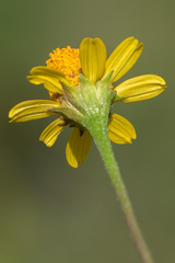 Acmella oppositifolia