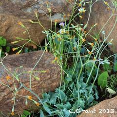 Senecio oxyriifolius