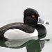 Ring-necked Duck - Photo (c) Bill Blauvelt, some rights reserved (CC BY-NC), uploaded by Bill Blauvelt