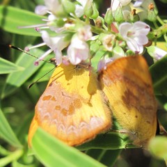 Lycaena enysii