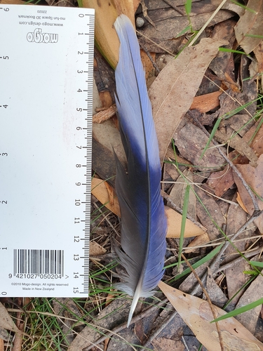 Plume de Perruche de Pennant