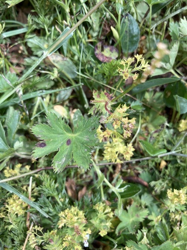 Alchemilla incisa