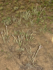 Hilliardiella elaeagnoides