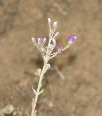 Hilliardiella elaeagnoides