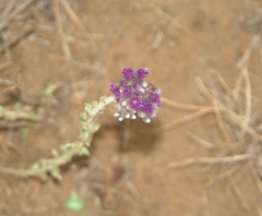 Hilliardiella elaeagnoides