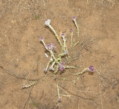 Hilliardiella elaeagnoides