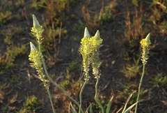 Bulbine narcissifolia