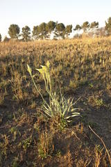 Bulbine narcissifolia
