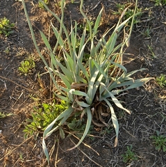 Bulbine narcissifolia