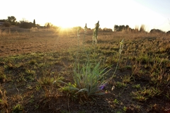 Bulbine narcissifolia