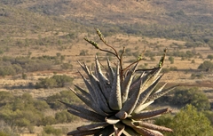 Aloe marlothii marlothii