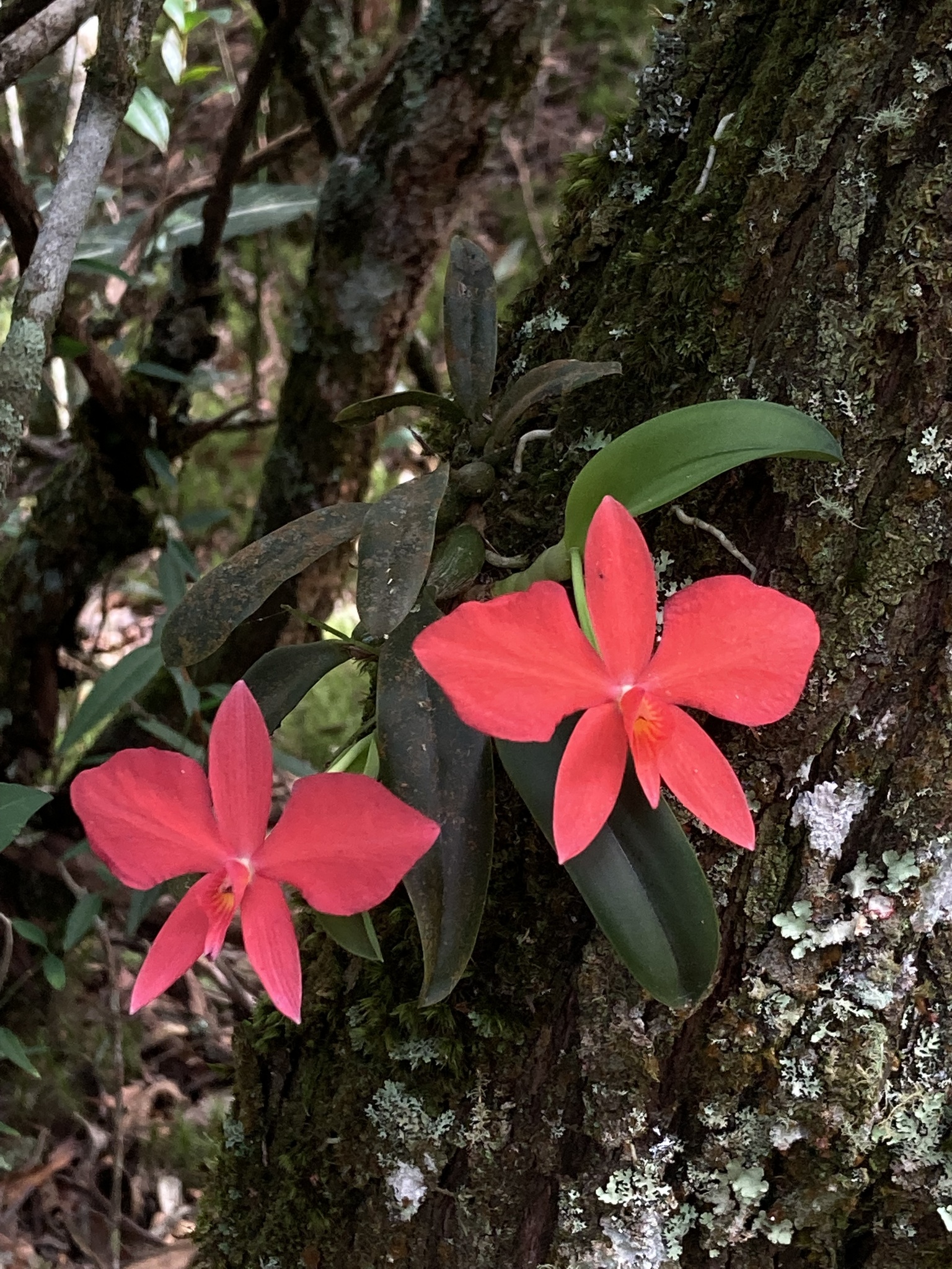 Imagem de Orquídea