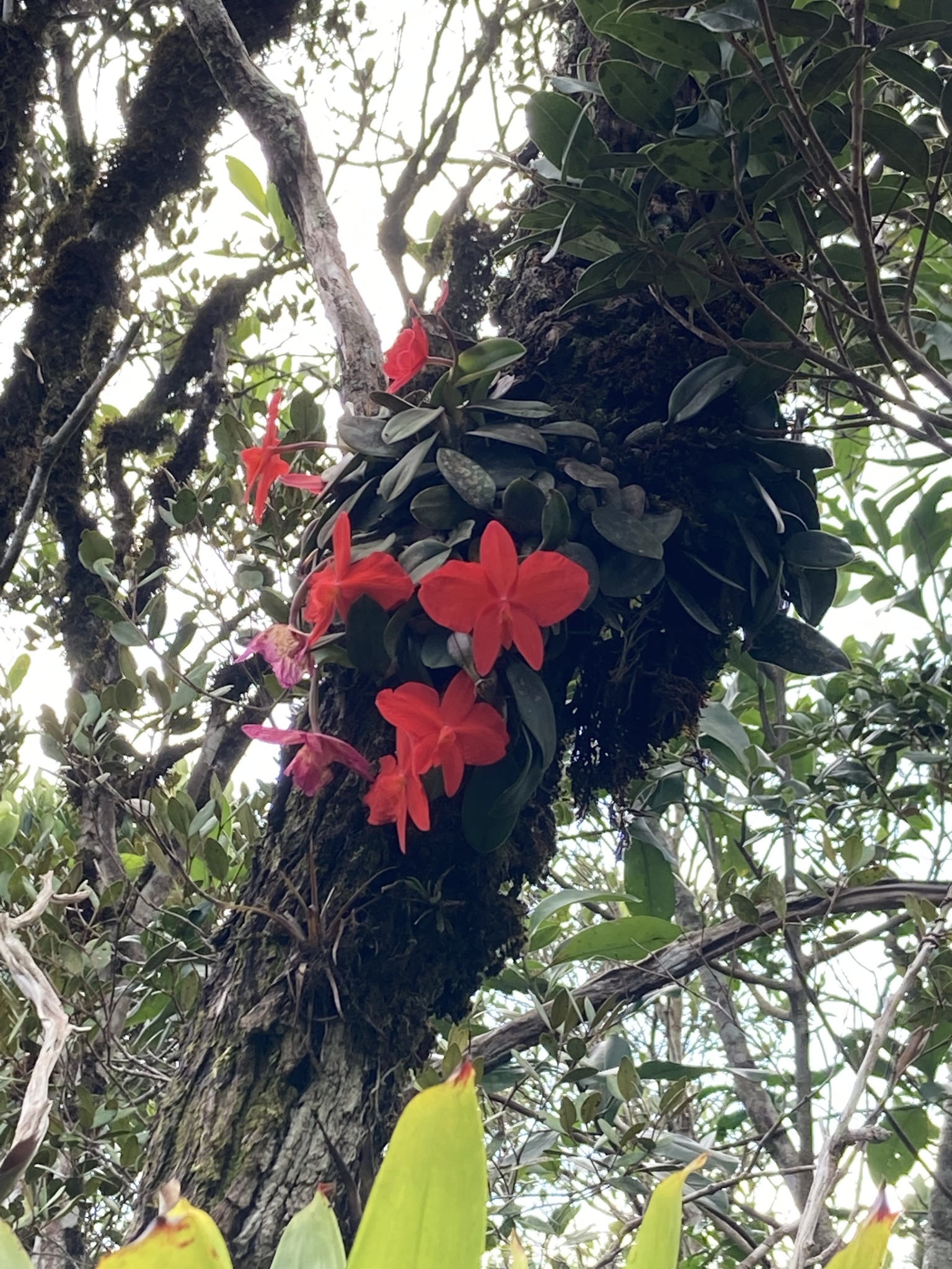 Imagem de Orquídea