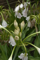 Crinum macowanii