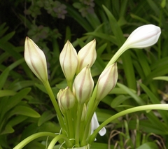 Crinum macowanii