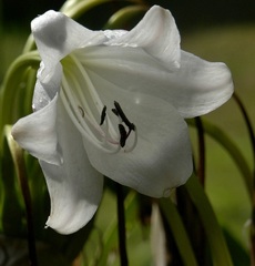 Crinum macowanii