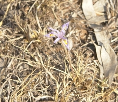Moraea stricta