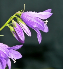 Campanula rapunculoides